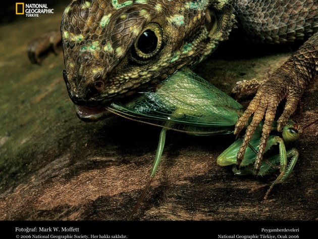 Detail Praying Mantis Vs Lizard Nomer 29