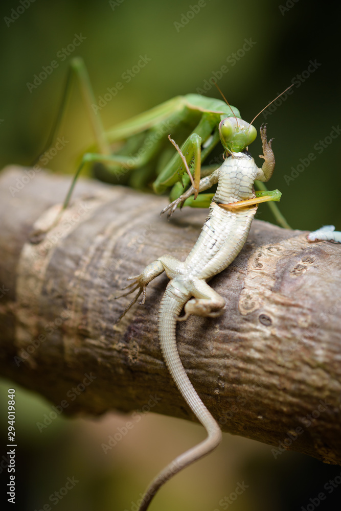 Detail Praying Mantis Vs Lizard Nomer 30