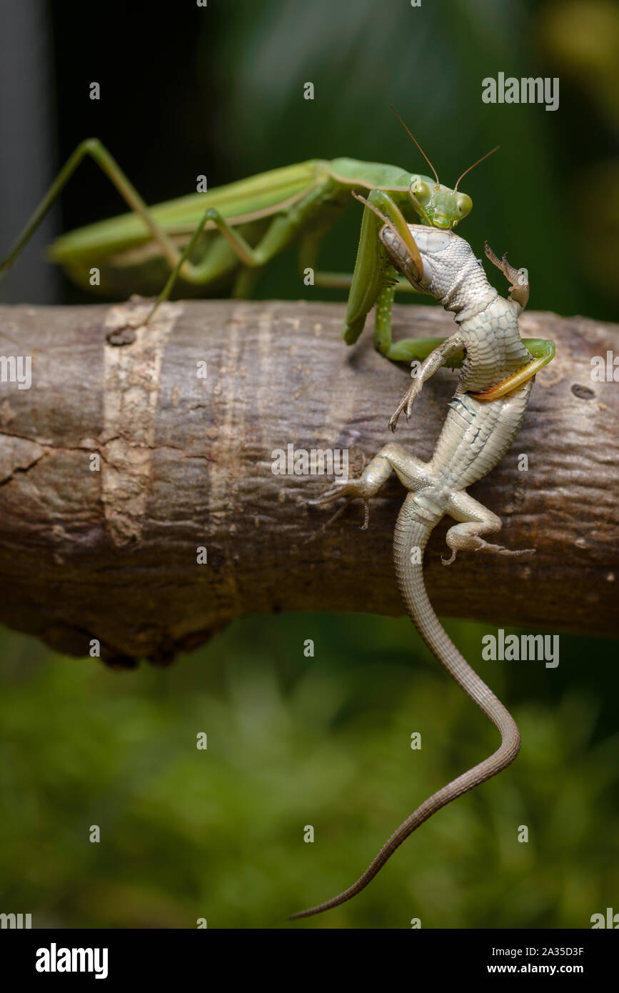 Detail Praying Mantis Vs Lizard Nomer 31