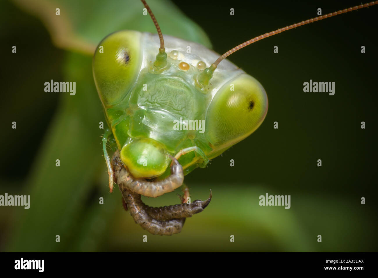 Detail Praying Mantis Vs Lizard Nomer 32