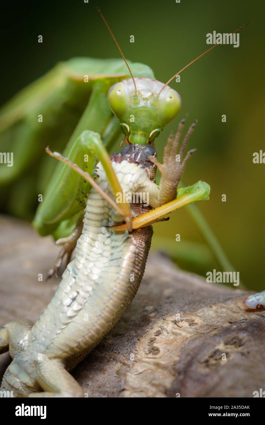 Detail Praying Mantis Vs Lizard Nomer 34