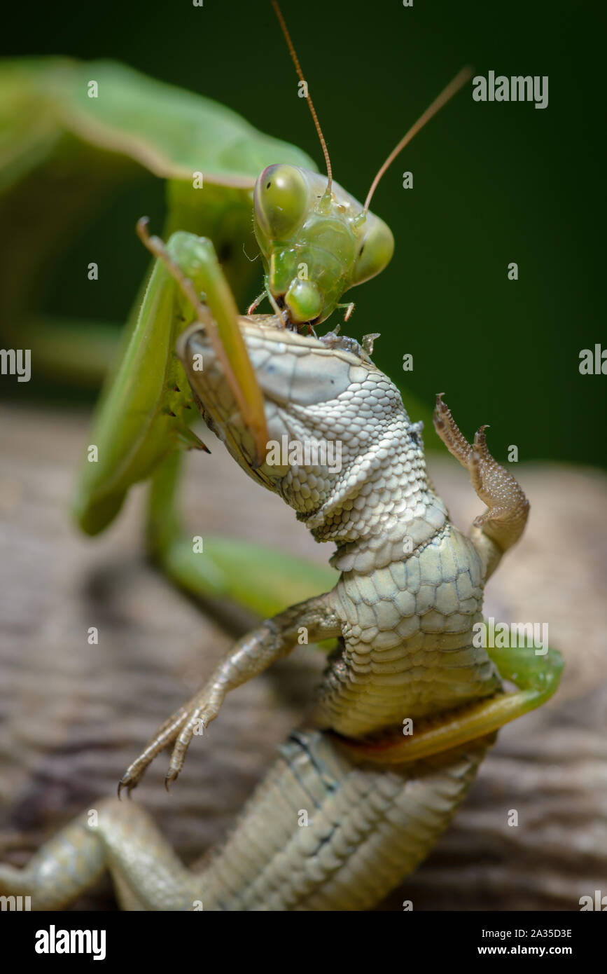 Detail Praying Mantis Vs Lizard Nomer 35