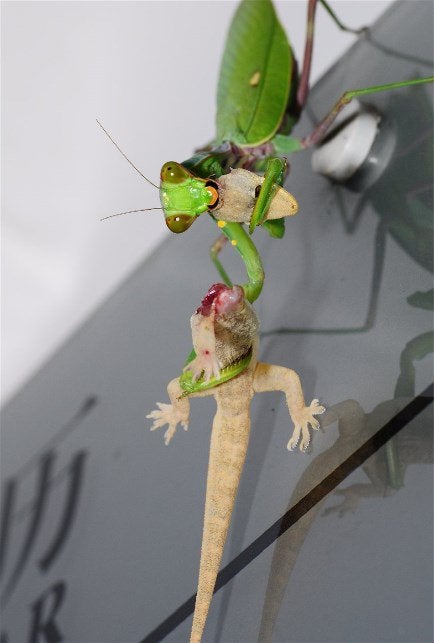 Detail Praying Mantis Vs Lizard Nomer 4