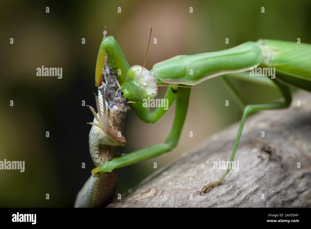 Detail Praying Mantis Vs Lizard Nomer 36