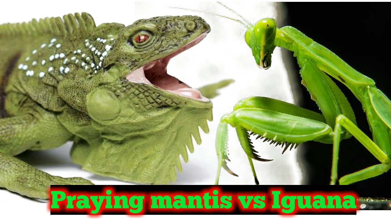 Detail Praying Mantis Vs Lizard Nomer 37