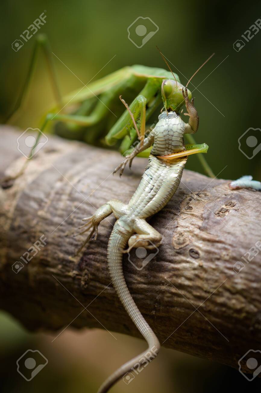 Detail Praying Mantis Vs Lizard Nomer 38