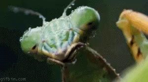 Detail Praying Mantis Vs Lizard Nomer 39