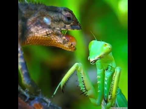 Detail Praying Mantis Vs Lizard Nomer 40