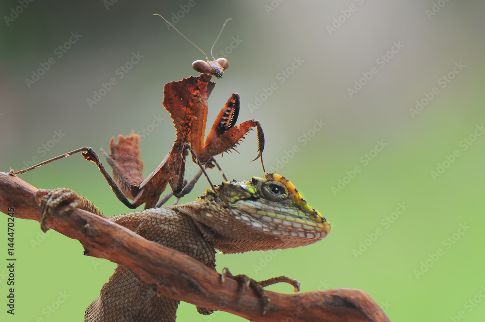 Detail Praying Mantis Vs Lizard Nomer 41