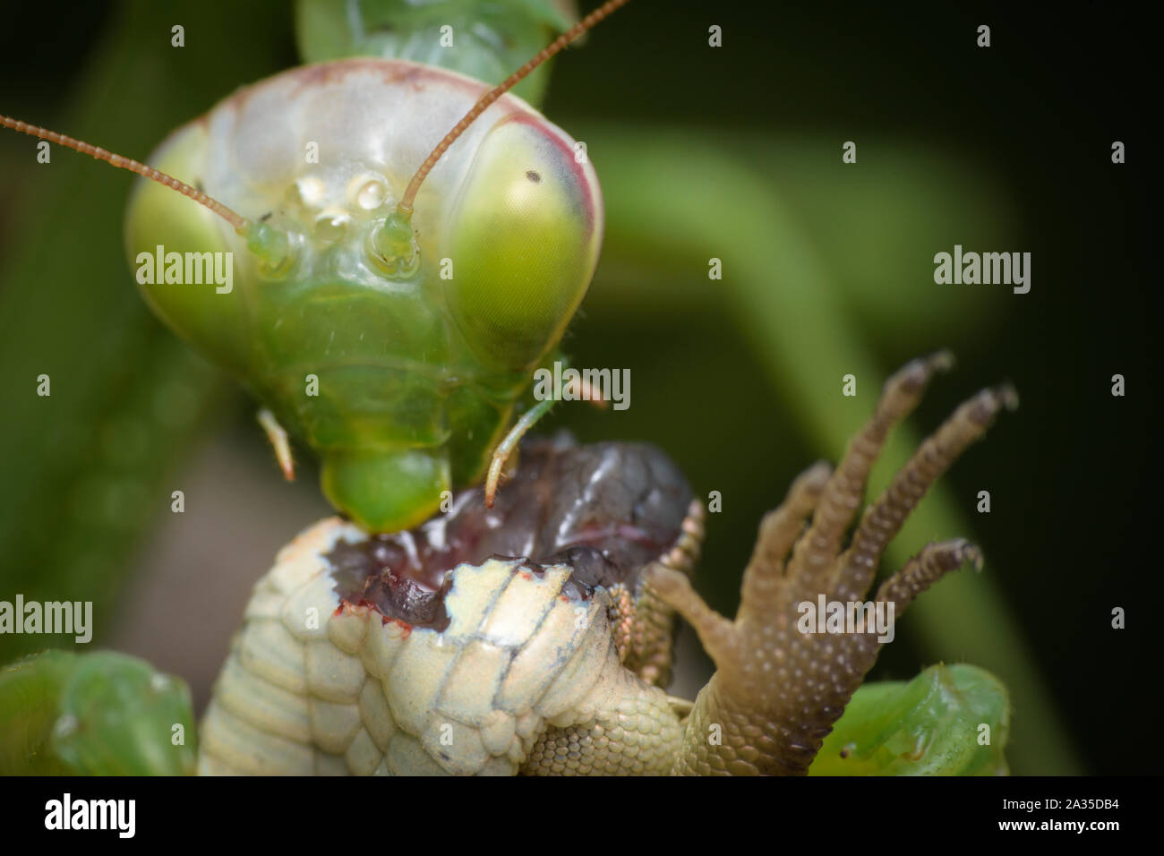 Detail Praying Mantis Vs Lizard Nomer 42