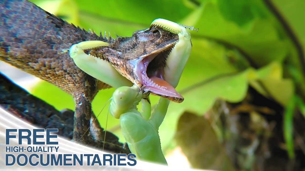 Detail Praying Mantis Vs Lizard Nomer 5