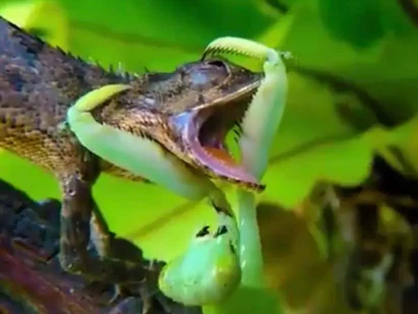 Detail Praying Mantis Vs Lizard Nomer 43