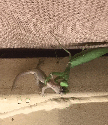 Detail Praying Mantis Vs Lizard Nomer 44