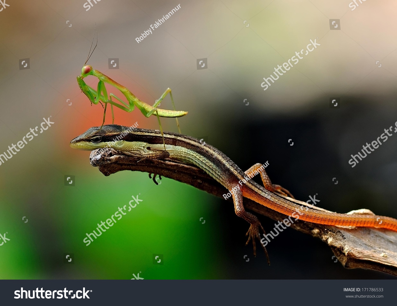 Detail Praying Mantis Vs Lizard Nomer 47