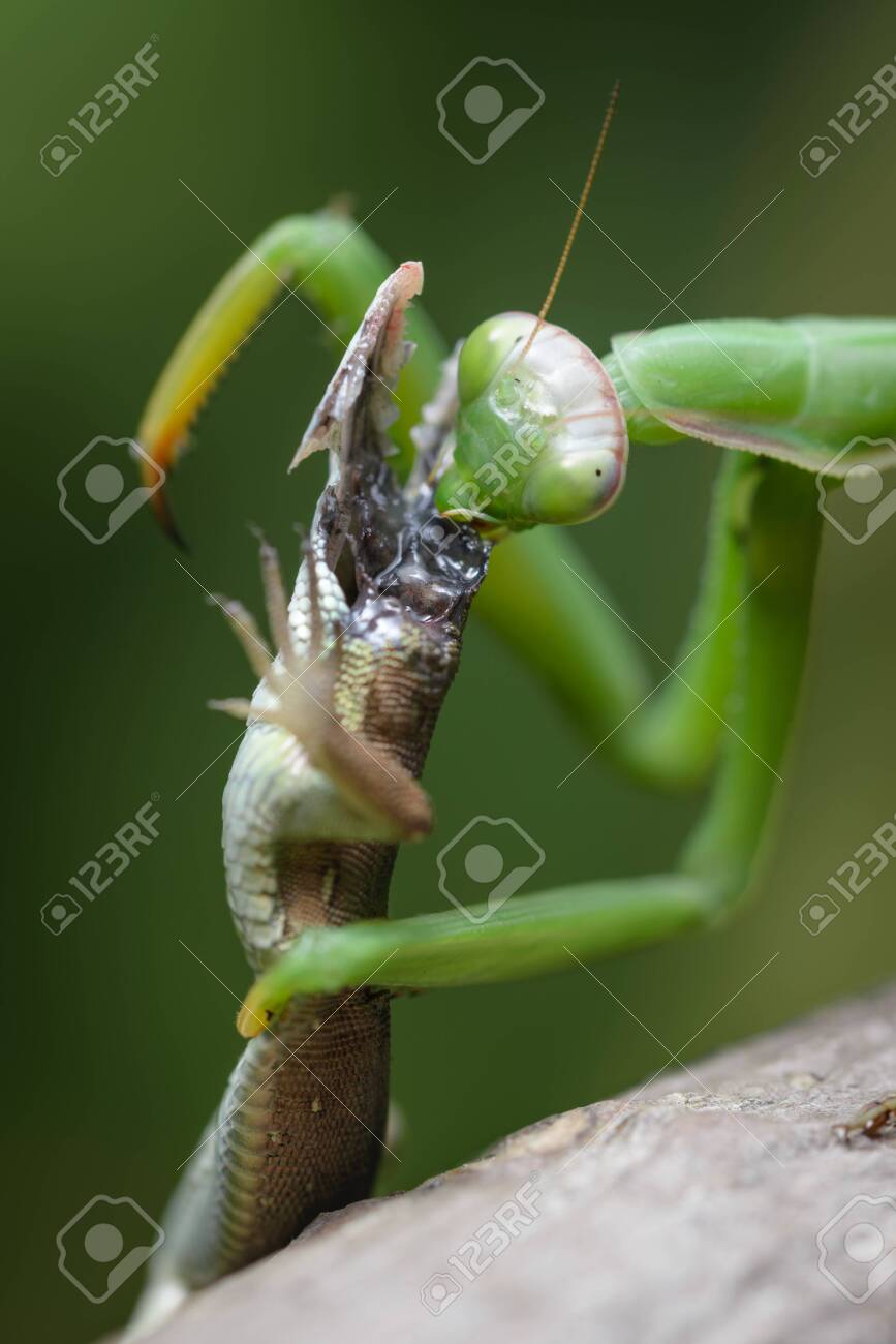 Detail Praying Mantis Vs Lizard Nomer 48