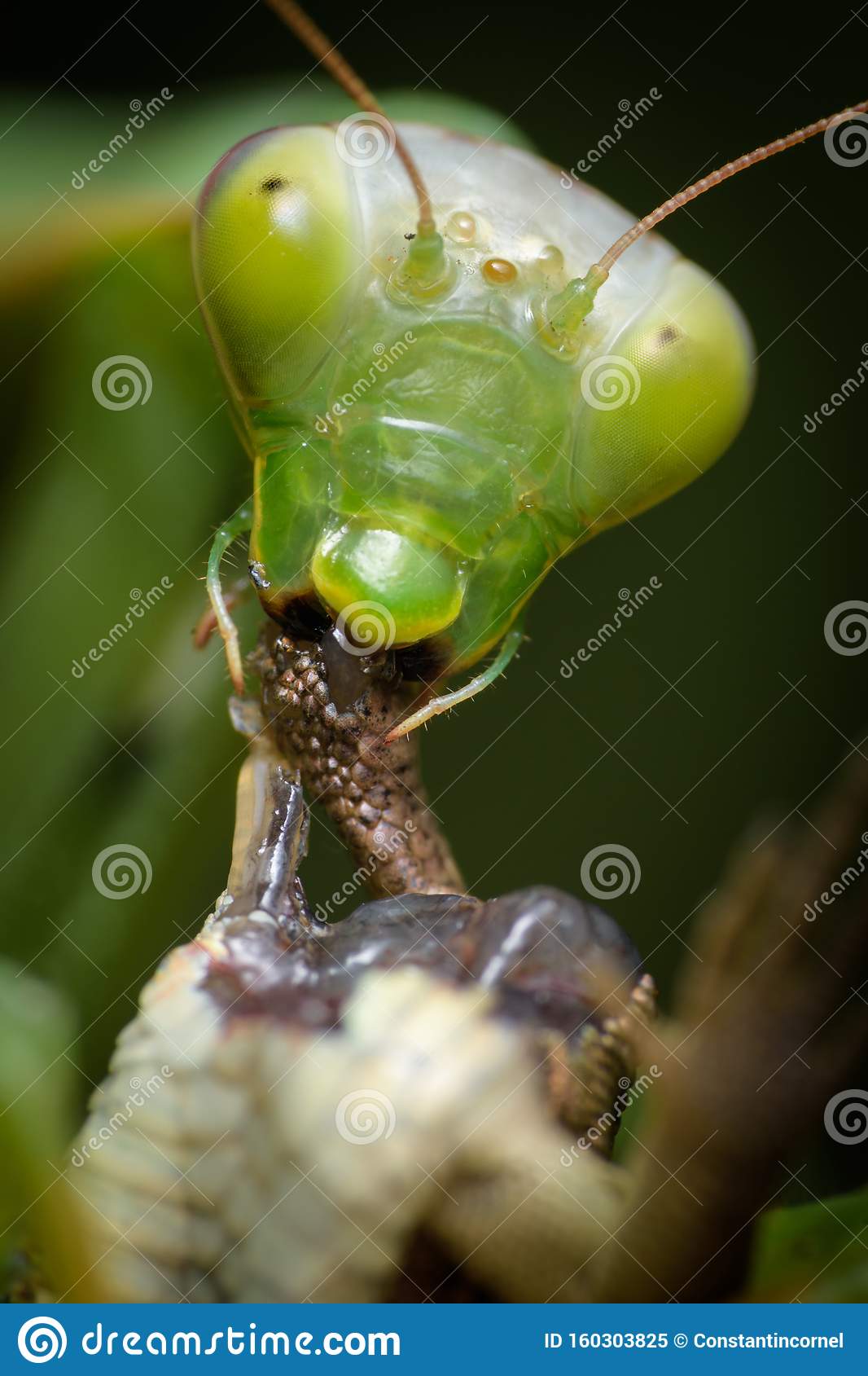 Detail Praying Mantis Vs Lizard Nomer 49