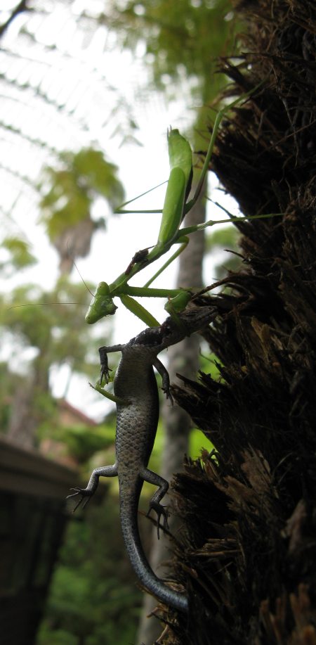 Detail Praying Mantis Vs Lizard Nomer 50
