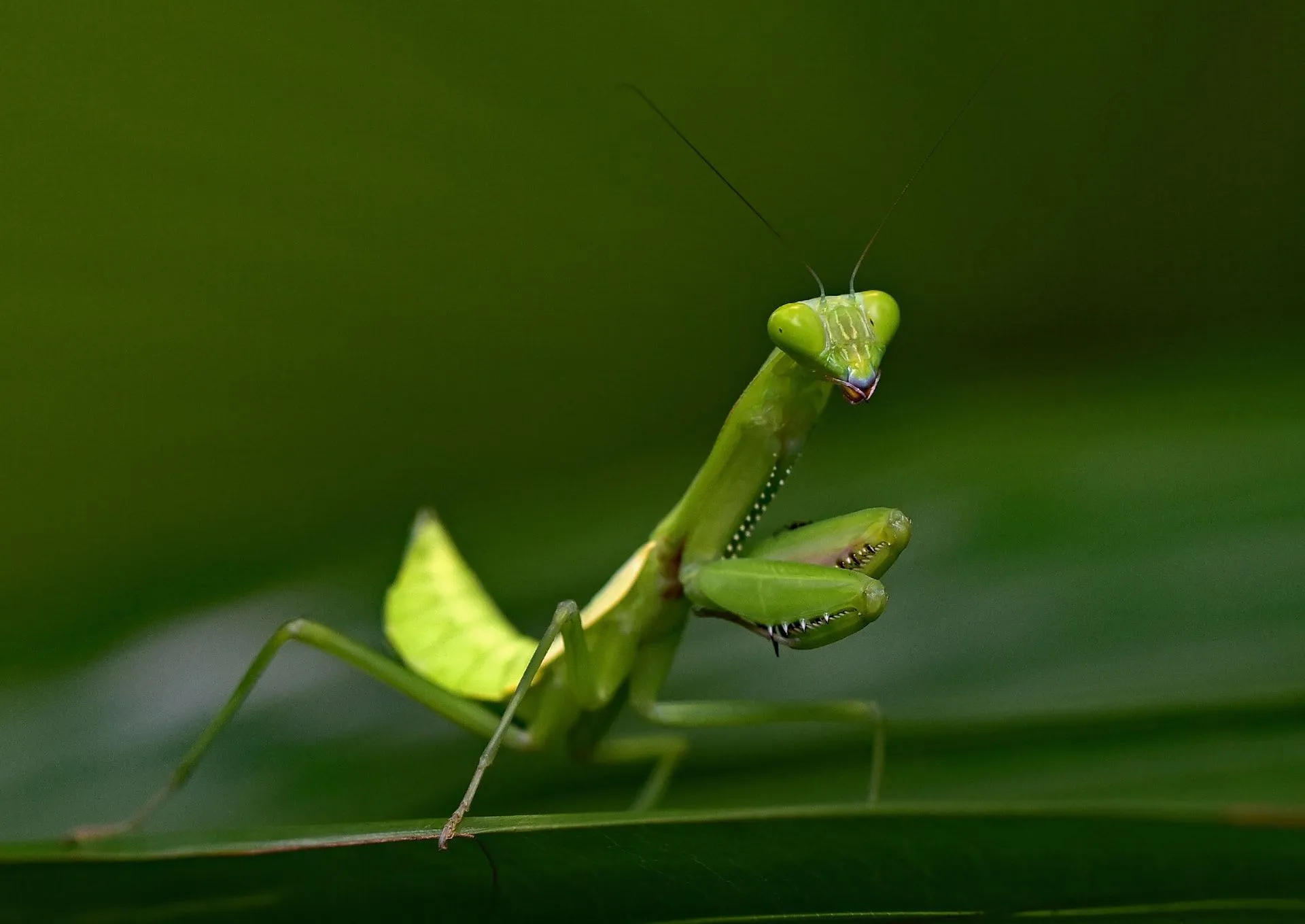 Detail Praying Mantis Vs Lizard Nomer 51