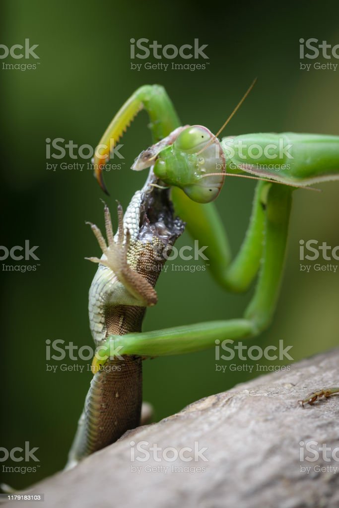 Detail Praying Mantis Vs Lizard Nomer 6