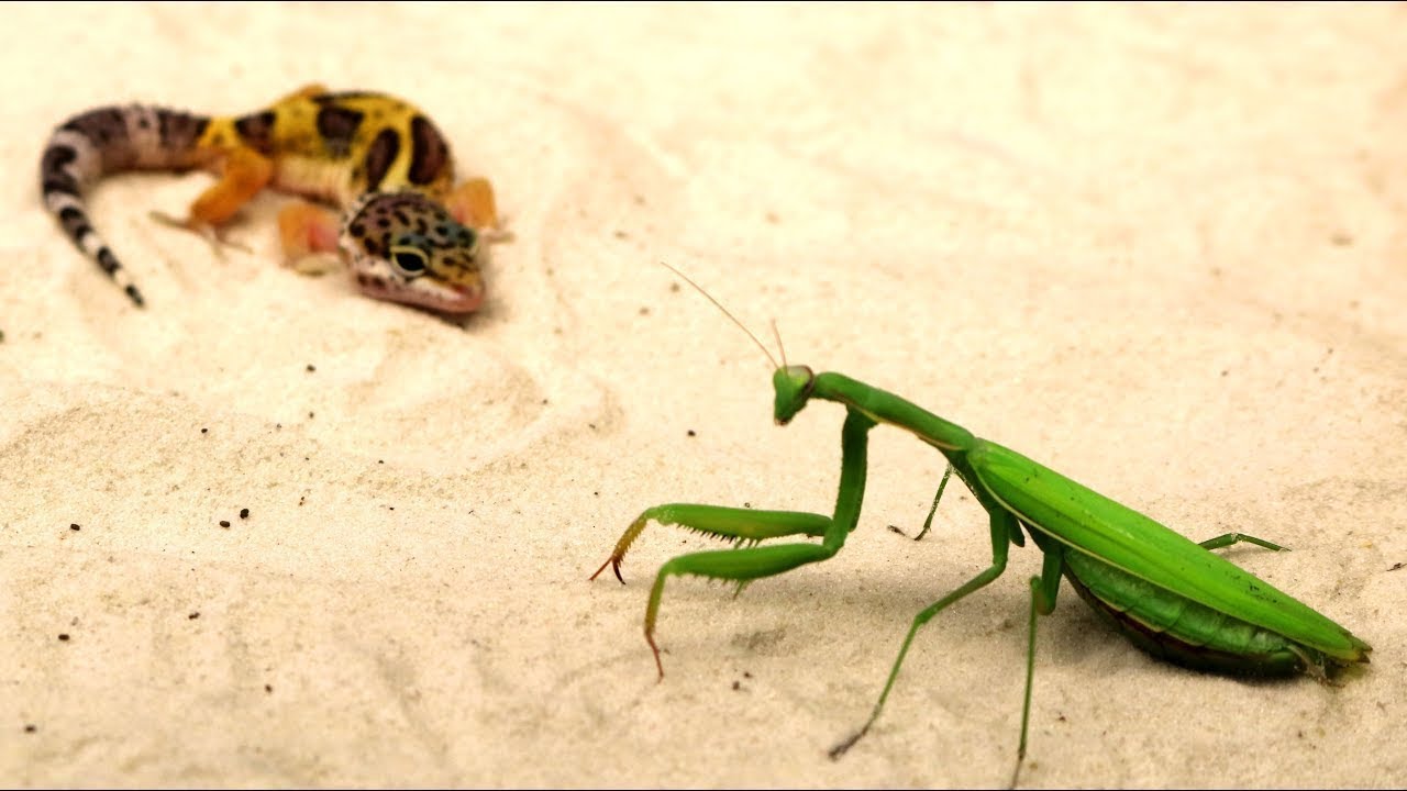 Detail Praying Mantis Vs Lizard Nomer 8
