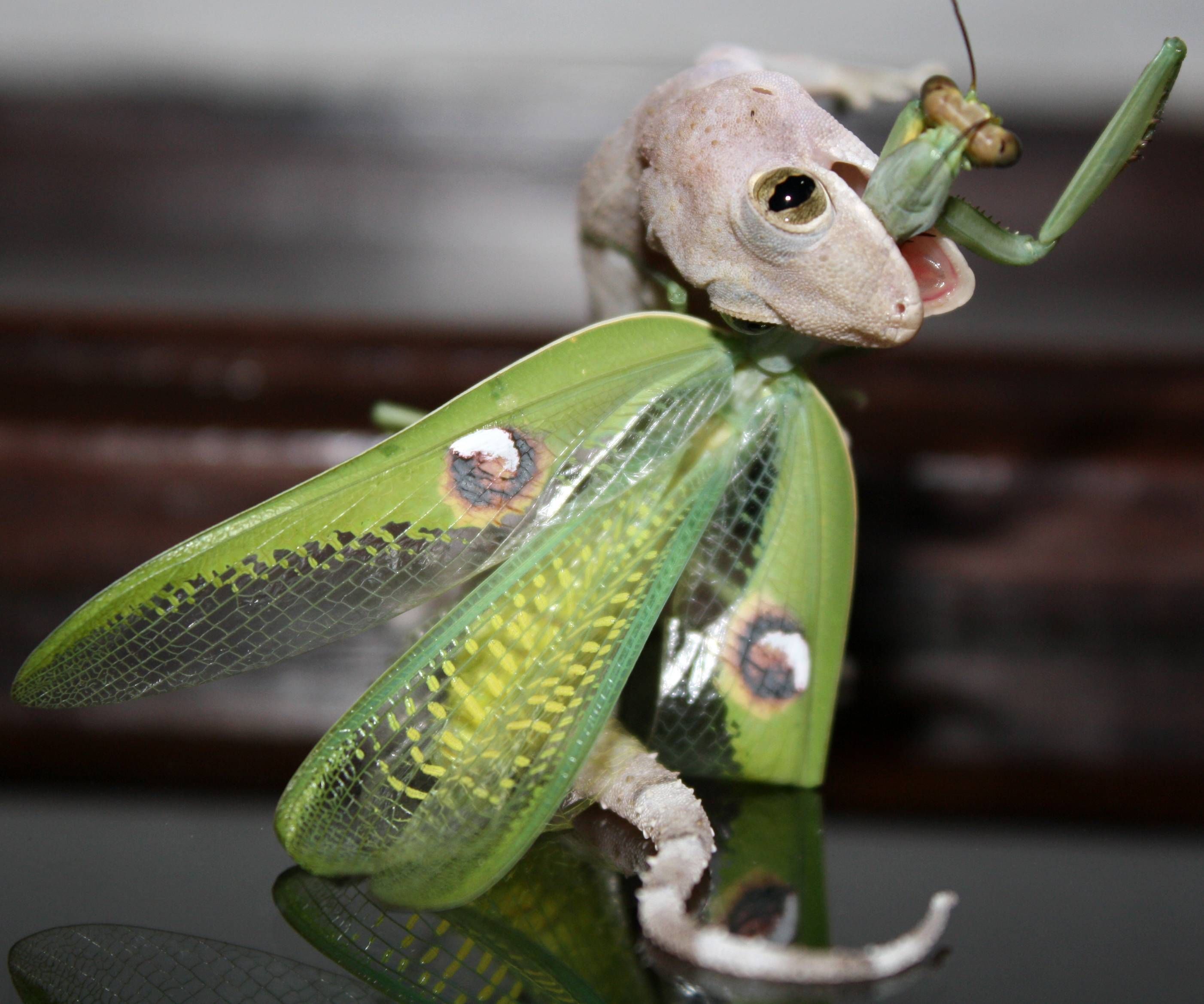 Detail Praying Mantis Vs Lizard Nomer 9