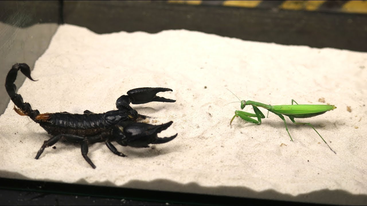 Praying Mantis Vs Scorpion - KibrisPDR