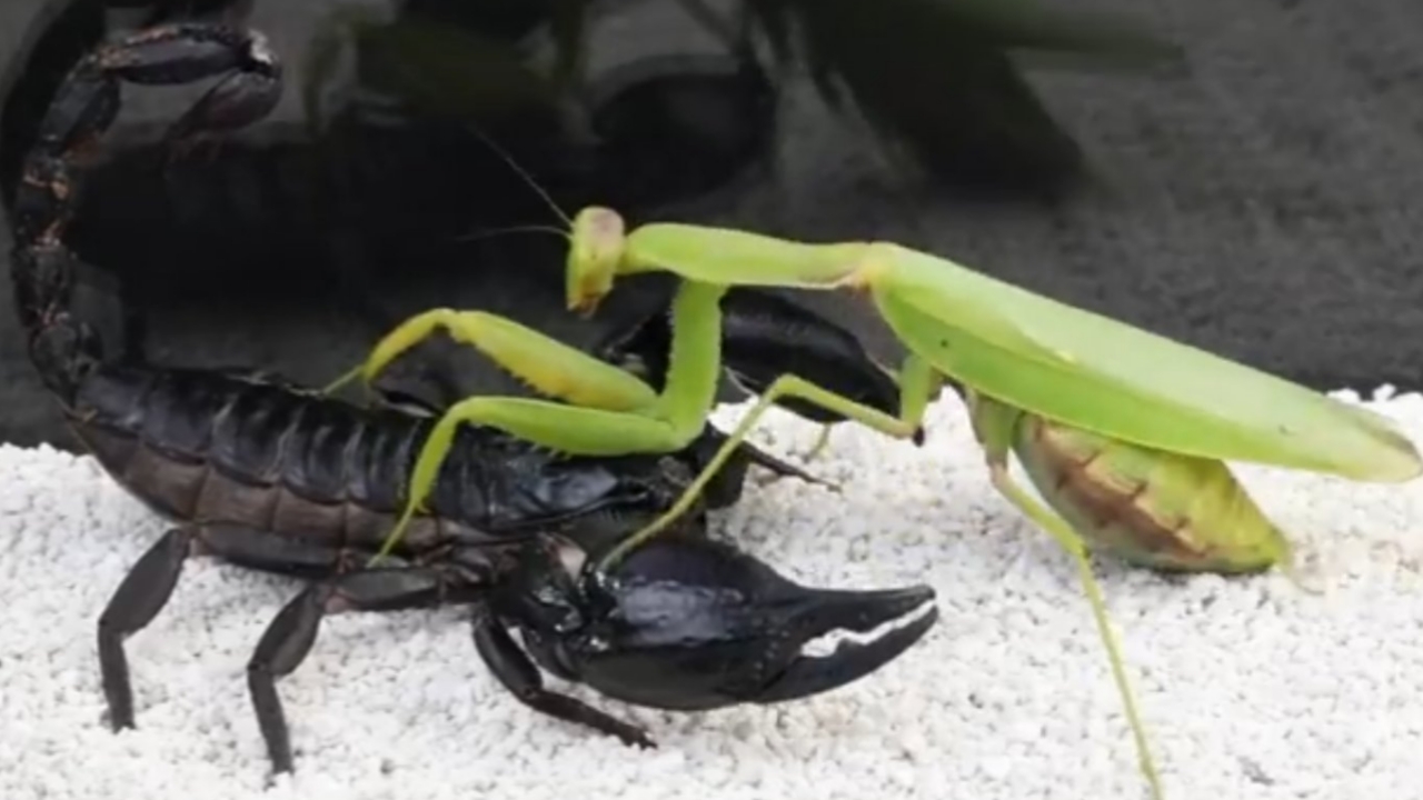 Detail Praying Mantis Vs Scorpion Nomer 9