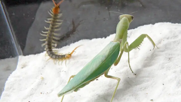 Detail Praying Mantis Vs Scorpion Nomer 11