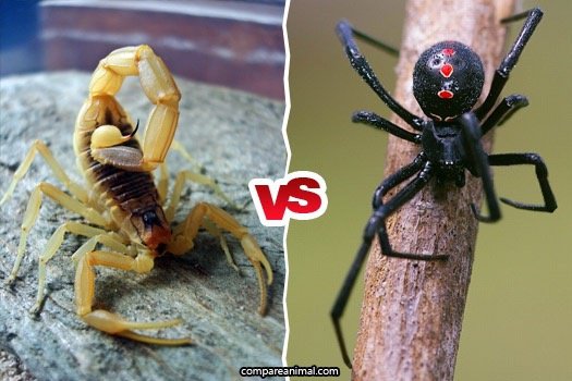 Detail Praying Mantis Vs Scorpion Nomer 12