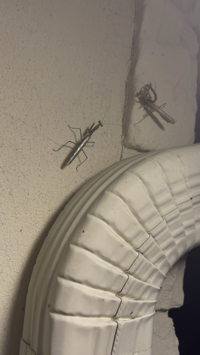Detail Praying Mantis Vs Scorpion Nomer 15