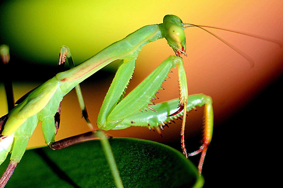 Detail Praying Mantis Vs Scorpion Nomer 17