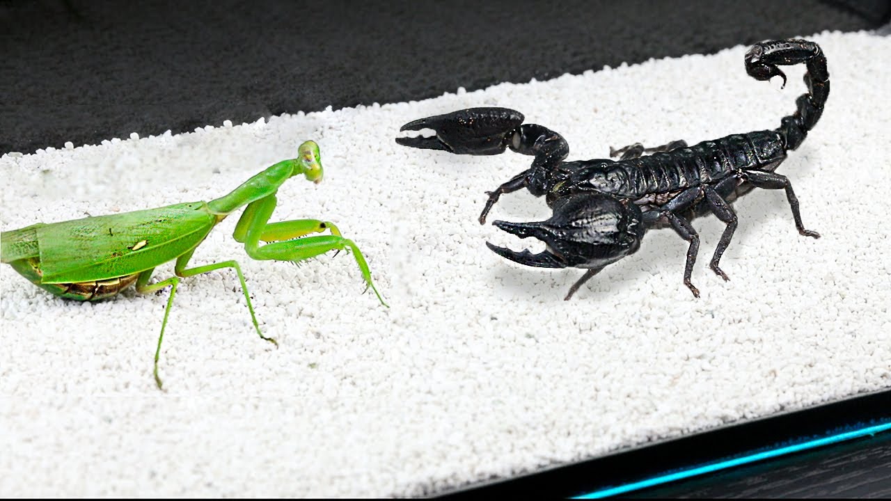 Detail Praying Mantis Vs Scorpion Nomer 3