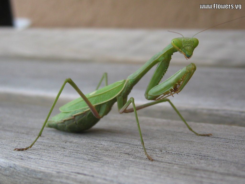 Detail Praying Mantis Vs Scorpion Nomer 18