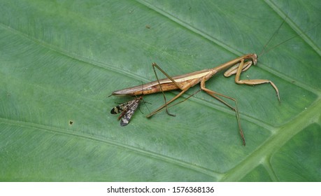 Detail Praying Mantis Vs Scorpion Nomer 20