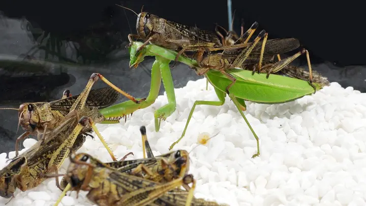 Detail Praying Mantis Vs Scorpion Nomer 23