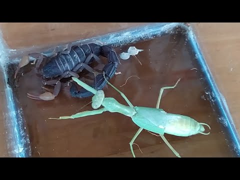 Detail Praying Mantis Vs Scorpion Nomer 4