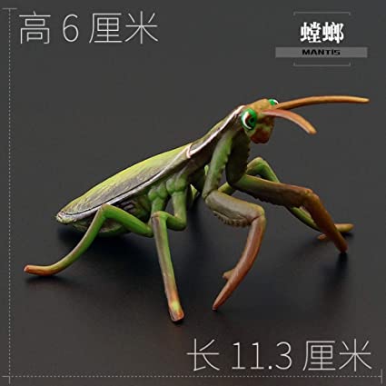 Detail Praying Mantis Vs Scorpion Nomer 25