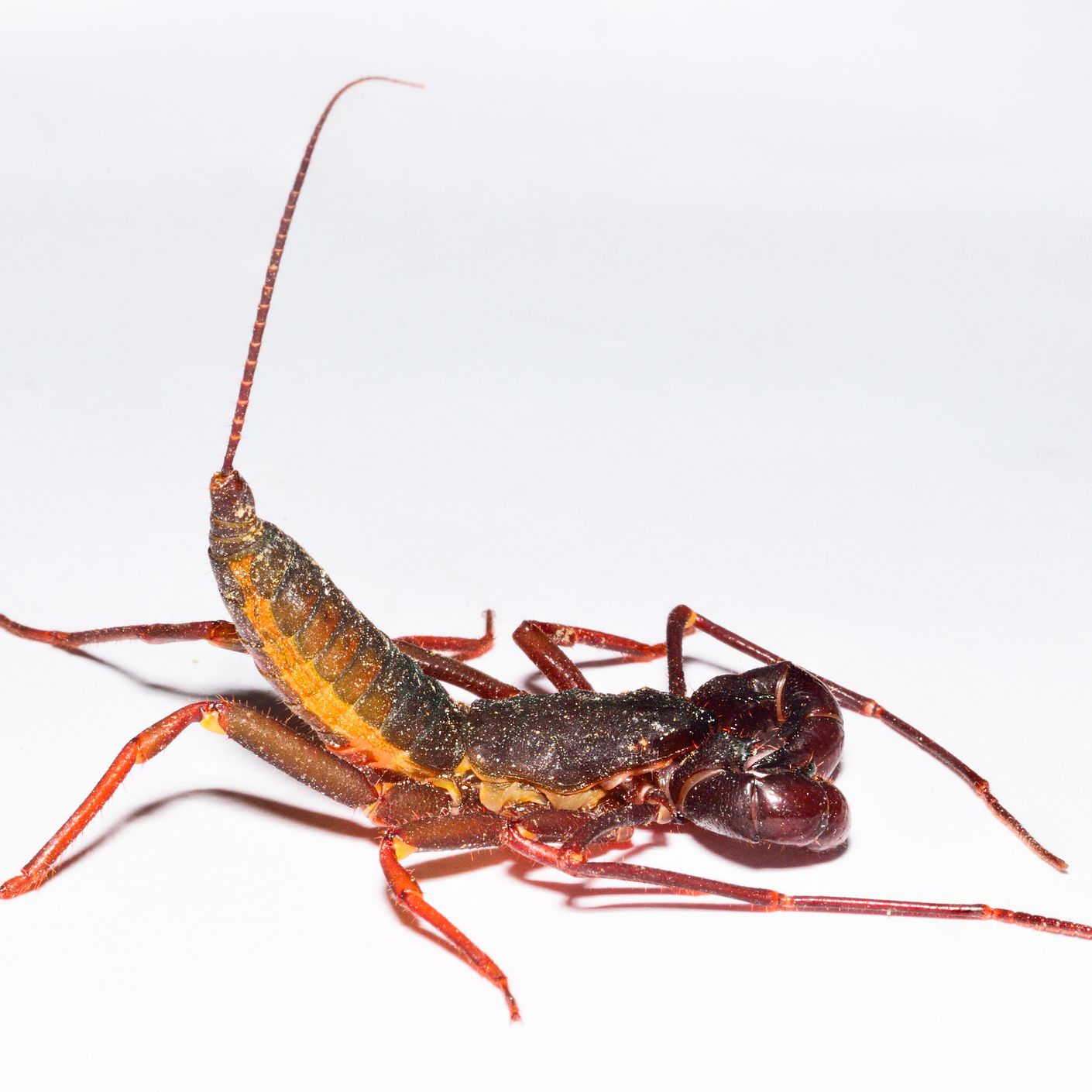 Detail Praying Mantis Vs Scorpion Nomer 26