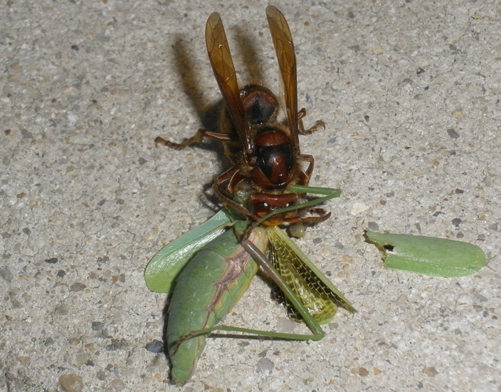 Detail Praying Mantis Vs Scorpion Nomer 27