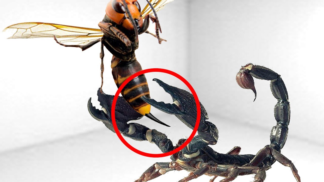 Detail Praying Mantis Vs Scorpion Nomer 28