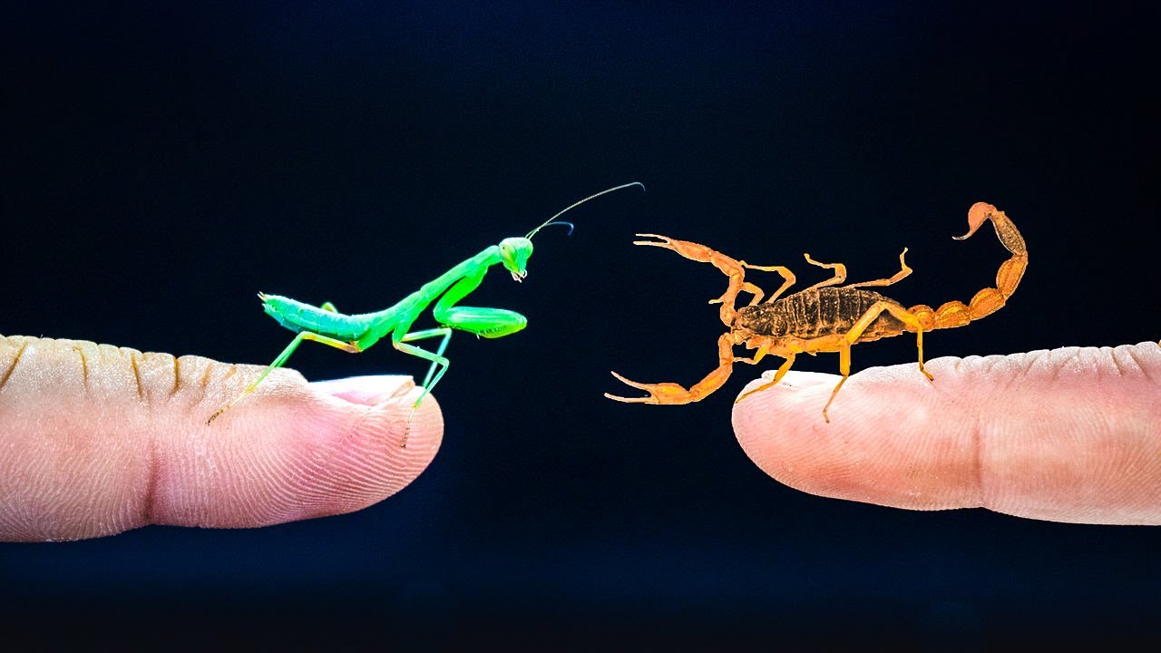 Detail Praying Mantis Vs Scorpion Nomer 29