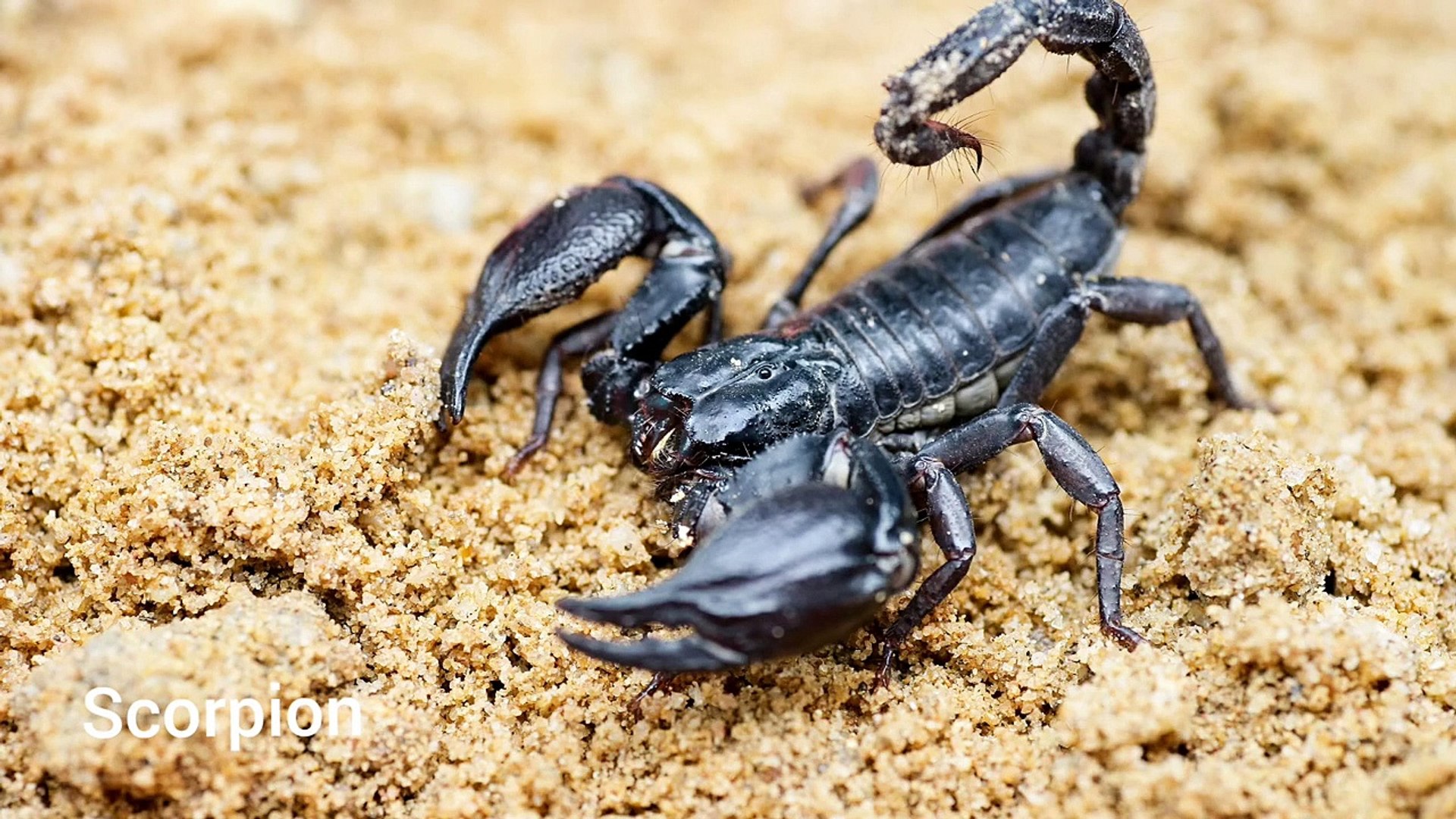 Detail Praying Mantis Vs Scorpion Nomer 30