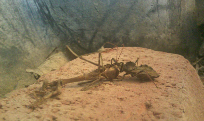 Detail Praying Mantis Vs Scorpion Nomer 32