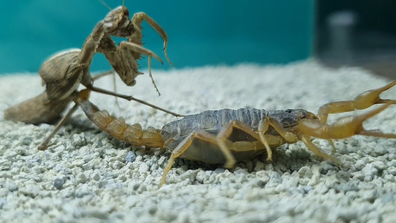 Detail Praying Mantis Vs Scorpion Nomer 5