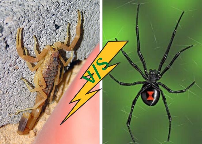 Detail Praying Mantis Vs Scorpion Nomer 35