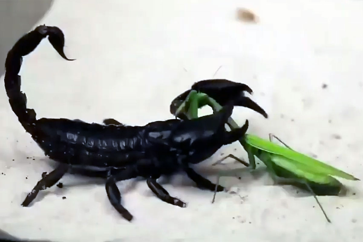 Detail Praying Mantis Vs Scorpion Nomer 36