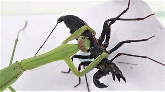 Detail Praying Mantis Vs Scorpion Nomer 38