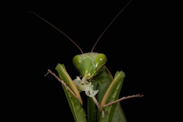 Detail Praying Mantis Vs Scorpion Nomer 39