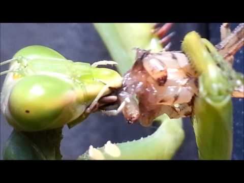 Detail Praying Mantis Vs Scorpion Nomer 41