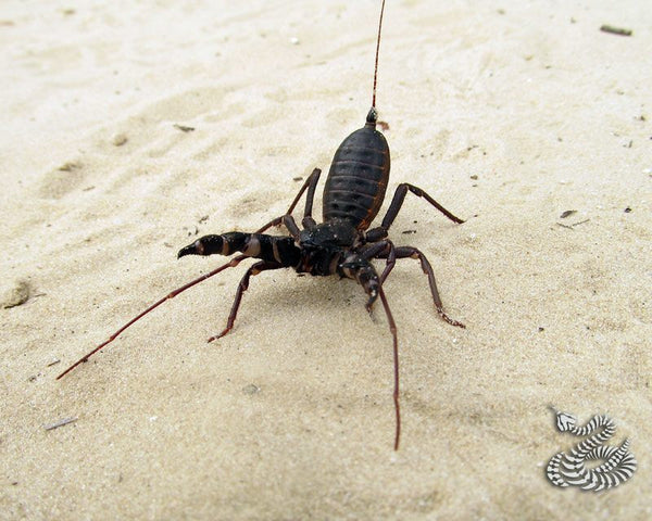 Detail Praying Mantis Vs Scorpion Nomer 42